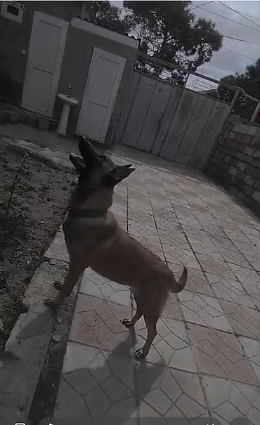 Belçika çoban iti lalafo.az -da Belçika çoban iti