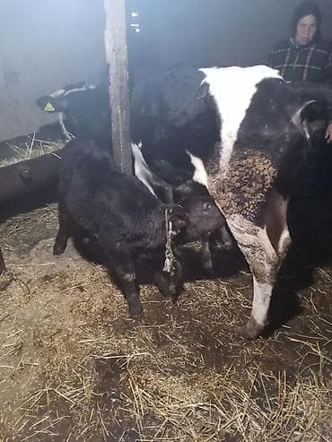 Keçilər, çəpişlər: Temiz ivanofkadi 1ci qardi mayalama balsi var anqus ayı yarmliqdi — 7