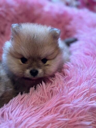 şotland pişiyi bala: Şpitz, 2 ay — 2