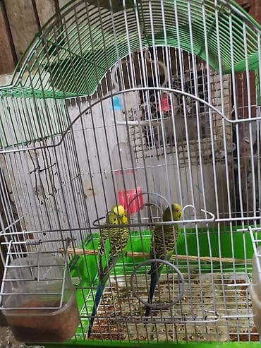 K/t heyvanları və malları: Tutuquşular satılır. 40 manata satılır. Qefes+yem qabı+su qabı hamısı — 2