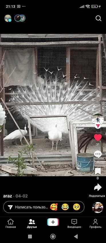 xoruz gence: Tovuzqusu 200-600azn qirqovular Qizil Qumus Kral Qafqaz tovuz quslar — 5