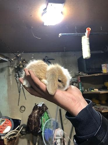 dekarativ heyvanlar: Karlik sallag qulaq balalari Rəng: qızılı-krem və ağ ləkəli Tam — 10