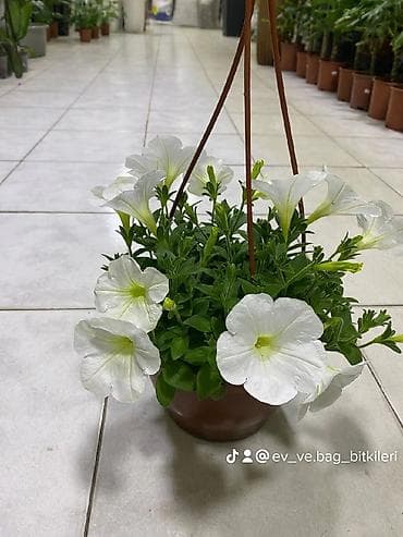 gül buketleri: Asılqan güllər – asma səbətdə dekorativ çiçəkli bitkilər - Asma — 4