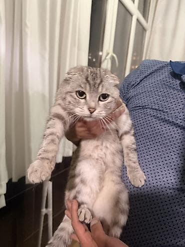 pişik cutleşdirme: Şotland yastı qulaq, Dişi — 1