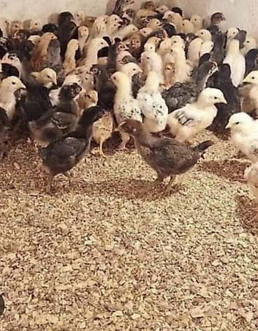 kənd cücələri: Toyuq cücələri, Ətlik, Ödənişli çatdırılma — 3