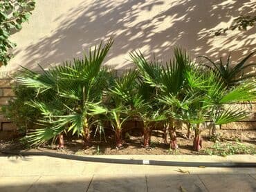 devedabani bitkisi: Məhsul: Dekorativ vasinqton palma kolları. Təsvir: - Bağ və həyət — 1