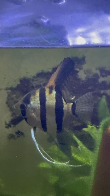 qus sekilleri cekmek: Mələk balığı (skalyari), Sülhsevər — 1