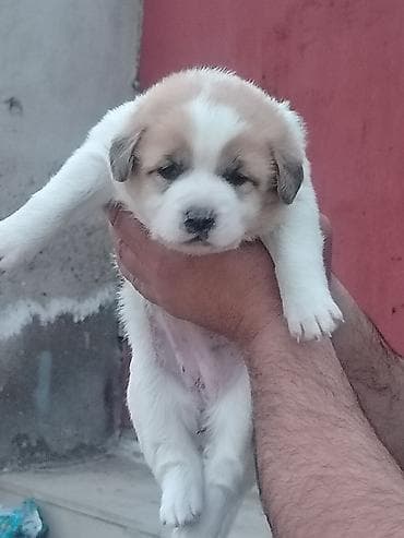 Gəmiricilər: Salam 24. Gunlukdu Temmiz Qurdbasar kucukidi — 1