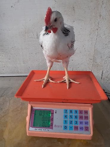 hind toyugu: Saglam colpalar 3 dəfə vaksın olunub ünvan Zıg həm ətlik həm — 2