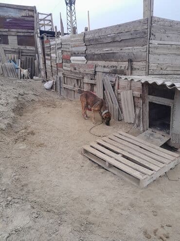 maraqli it adlari: İri cüssəli, qısa tüklü, tünd qəhvəyi rəng çalarlarında it. Boy ölçüsü — 3