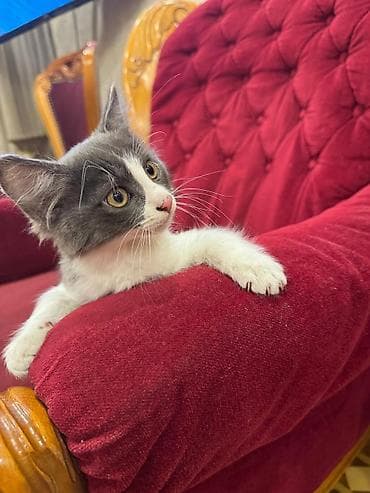 it alqi satqisi: Erkək, Yaxşı əllərə — 2