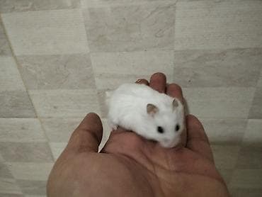 gəmirici: Məhsul: Cırtdan hamsterlər (Djungarian/campbell tipli) Rənglər: tam — 6
