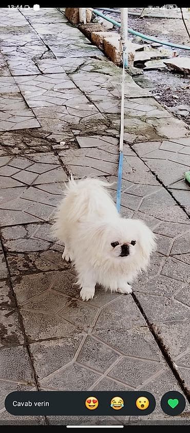 it ucun geyim: Pekines, Erkek, Sənədli, Ünvandan götürmə — 2