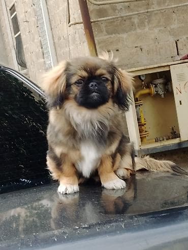 çoban iti qiyməti: Pekines dir satılmır ayfonnan takas edilir 11 puro — 3