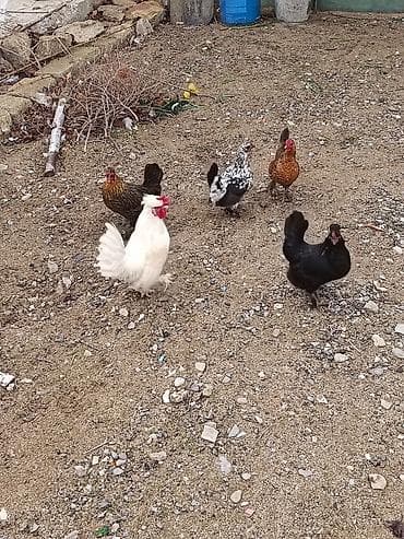 Toyuq cücələri, Damazlıq