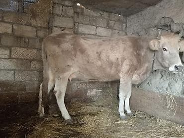 sud mawini: Inək qısırdı 200 kq ya yaxın əti var — 3