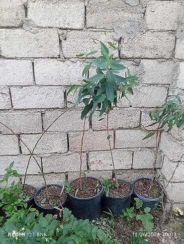 Bitkilər: Ekalipt (Eucalyptus) fidanları – qara plastik qablarda əkilmiş — 1