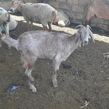 cins keciler: Hələb keçiləri satılır real alıcılar narahat etsin — 4