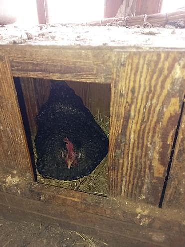 toyuq adları: Toyuq, Yumurtalıq — 1