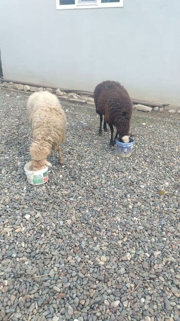 çin aslanı: Satılır: 2 baş qoyun

cavan qoyunlardı — 2