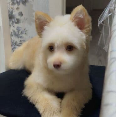 переноска для кошек баку: Məhsul: Kiçik itlər üçün dəst – yumşaq ev tipli yuva, iki ədəd yem — 1