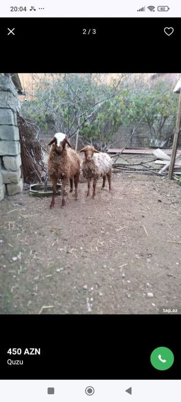 Keçi, çəpiş: Məhsul: Quzu saxlamalı sağlam yeyimcil iki erkek quzu qiymet cütünü — 2