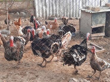 saanen kecisi qiymeti: Həyət hinduşkaları satılır. Qidası buğda və otdur. Tam sağlamdırlar və — 3