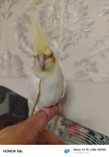 geref quşu: Nymph paraket (kokatiel) – sarı/albino rəng çaları, yanaqlarda narıncı — 7