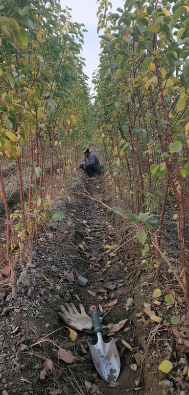 Meyvə tingləri – intensiv bağlar üçün - Növlər: alma və armud heyva