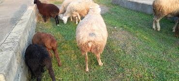 Sırğalar: 75 baş qoyun sürüsü satılır — 1