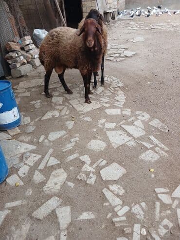 heyrati xoruzdarin satisi: 10ayliq damazlig temiz qala cinsi erkek toglu 650manat fikiri ciddi — 1