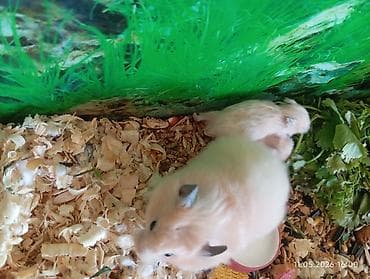 hamster satisi: Suriyalı (Suriya) hamster balaları Məhsul təsviri: - Növ: Suriyalı — 2