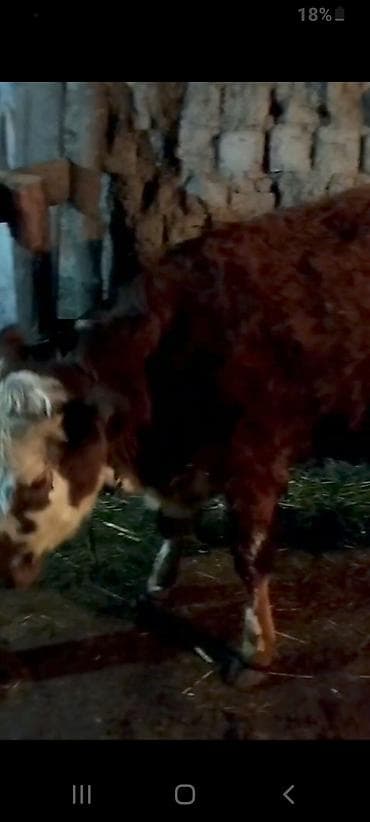 Məhsul: Qaramal (2 baş) Təsvir: - Şəkillərdə olan iki baş mal-qara