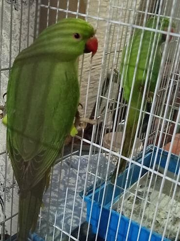 papuqay satilir: 11 ayliq dişi . bala ələ oyresdire bilersiz sakit tebietlidi — 1