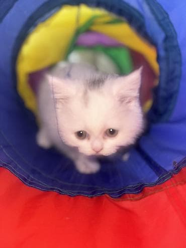 pisik ucun boyunbagi: Şotland, Dişi, Yaxşı əllərə, Ünvandan götürmə — 9