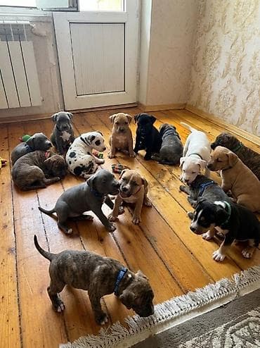 Pitbul, 2 ay, Peyvəndli, Rayonlara çatdırılma