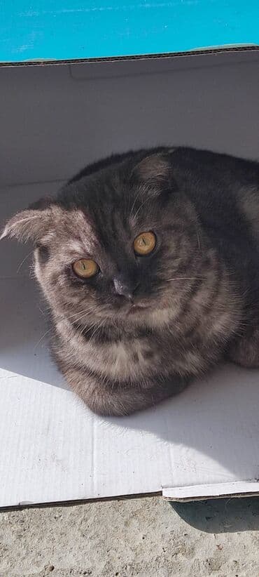 американский вислоухий кот: Шотладская вислоухая — 1