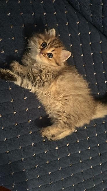 pişiyler: Britan, Yaxşı əllərə — 8