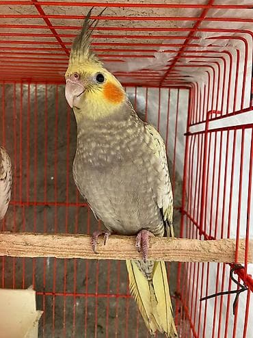 qus xana: Korella cute hazir — 4