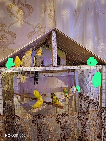 bulbul quşu: Salam aleykum hazır bala veren quşlarıdı 9 çex 2 keşa qiymet qefes — 4