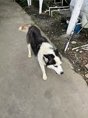 coban iti type 0: Sibir Husky – erkək it Xüsusiyyətlər: - Cins: Sibir Husky - Rəng — 4
