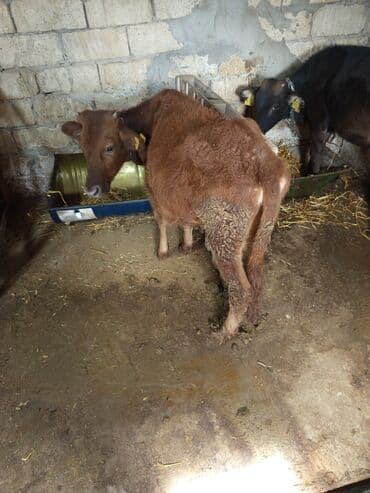 simmental ineklerin satisi: Salam iki Dana birdənə bir qarın doğmuş duyə satılır qiymət üçünə — 3