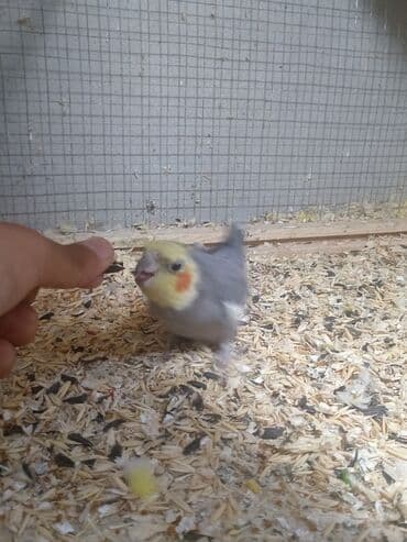 qu quşu: Korellla satılır. Ərkeydi əldən simiçqa yeyir. Ev şəraitində bəsləmək — 1