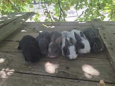 dovşan satisi: ■Salam Barter Var Basqa Dovsan İlə ■Erkeyde var diside her ayliq var — 2