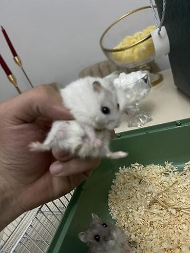 balaca heyvanlar: Cüt xırda hamsterlər – biri ağ, biri boz rəngdə. Kiçik ölçülü, çevik — 6