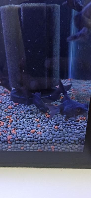 akvarium silikon: Teleskop balığı, Sülhsevər — 9