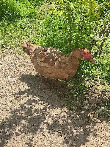 Erkək, | Lal ördək, Damazlıq