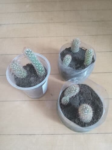 орхидея баку: Kaktus artirmasi,cicekde acir. xususi qulluq teleb etmir. 1 eded — 5