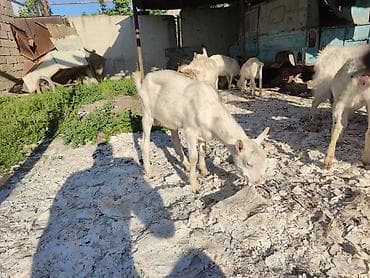Təmiz qatqısız keçi südü satılır lalafo.az -da Təmiz qatqısız keçi südü satılır