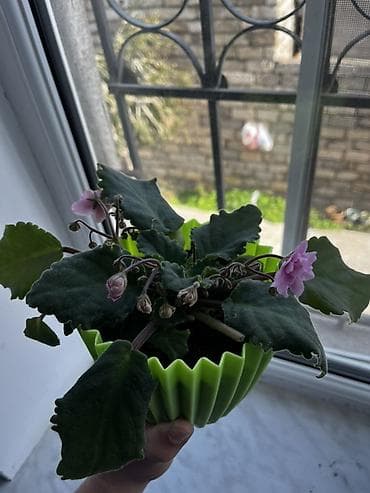 dəmir tor: Afrika bənövşəsi (Saintpaulia) – açıq-yaşıl, relyefli dekorativ — 1